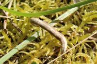 Aspitates ochrearia