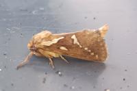 Korscheltellus lupulinus