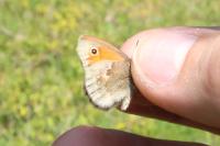 Coenonympha pamphilus