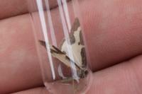 Lomaspilis marginata