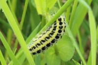Zygaena