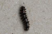 Nola cucullatella