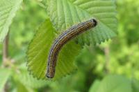 Malacosoma neustria