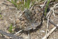 Carcharodus alceae alceae