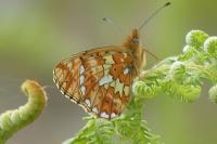 Boloria euphrosyne