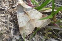 Minucia lunaris