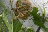 Yponomeuta cagnagella