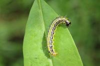 Cydalima perspectalis