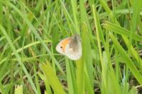 Coenonympha pamphilus