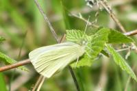 Pieris rapae