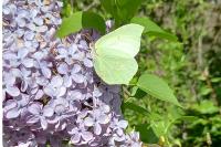 Gonepteryx rhamni