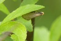 Nematopogon adansoniella