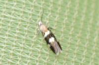 Antispila