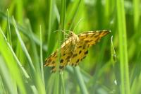 Pseudopanthera macularia
