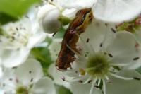 Erannis defoliaria