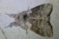 Calliteara pudibunda