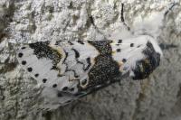 Furcula bicuspis