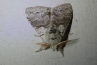 Calliteara pudibunda