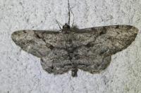 Peribatodes rhomboidaria rhomboidaria