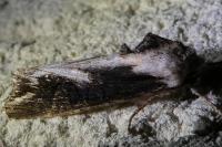 Egira conspicillaris