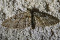 Eupithecia irriguata