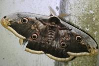 Saturnia pyri