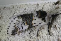 Furcula bicuspis