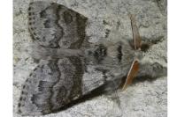 Calliteara pudibunda