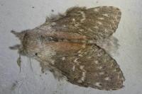 Stauropus fagi