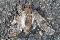 Notodonta tritophus
