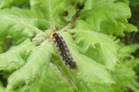 Euproctis chrysorrhoea