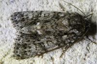 Acronicta rumicis