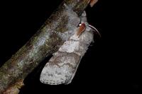 Calliteara pudibunda