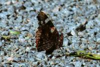 Vanessa atalanta