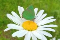 Callophrys rubi