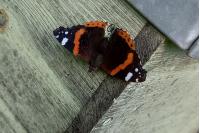 Vanessa atalanta