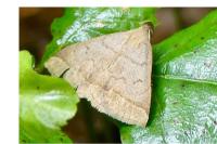 Zanclognatha lunalis