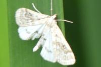 Parapoynx stratiotata