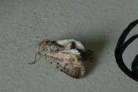 Caradrina clavipalpis