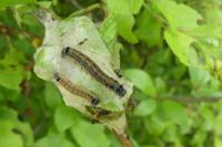 Malacosoma neustria