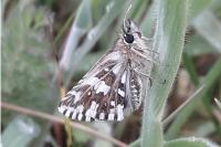 Pyrgus malvae