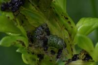 Polychrysia moneta