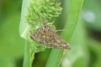 Pyrausta despicata