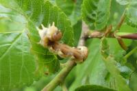 Erannis defoliaria