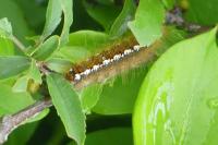 Lasiocampa trifolii trifolii