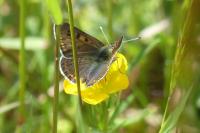 Lycaena tityrus