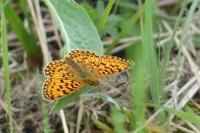 Boloria selene