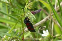 Zygaena trifolii