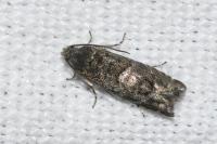 Pammene splendidulana