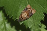 Ditula angustiorana